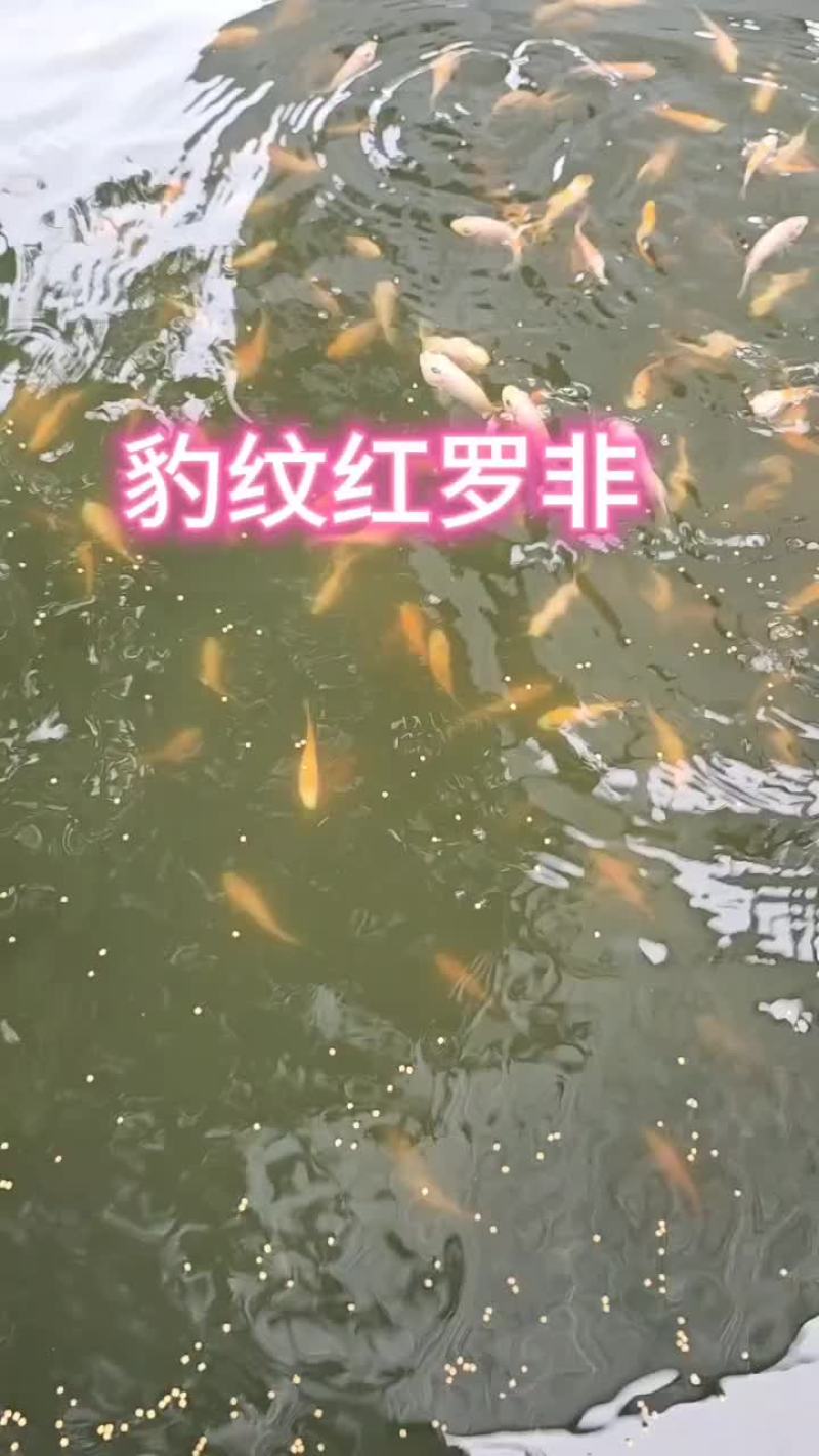 优质豹纹红罗非苗，大量推销