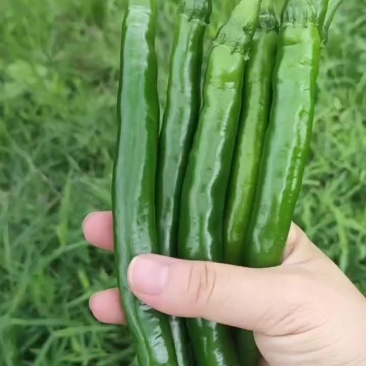 精品三号线椒