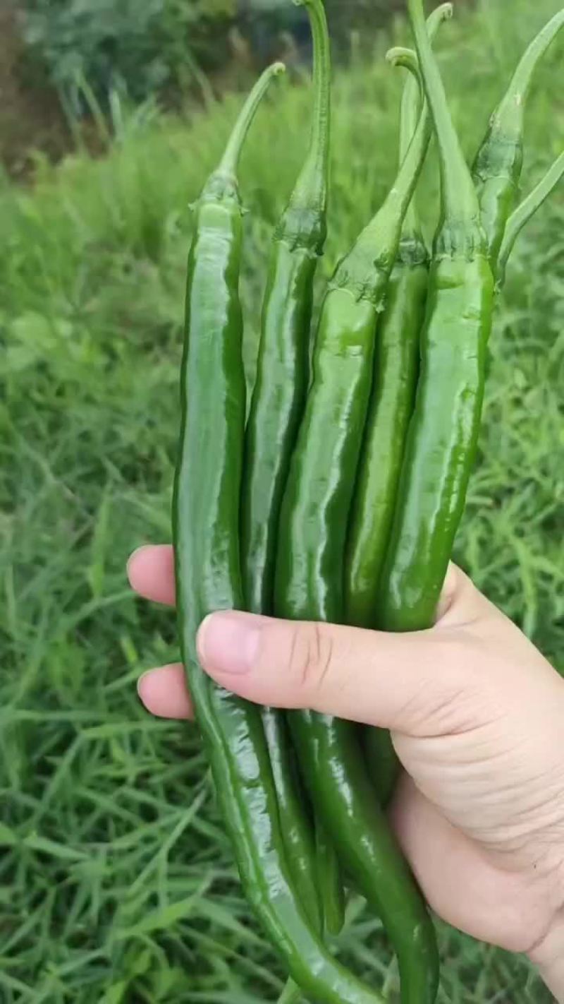 精品三号线椒