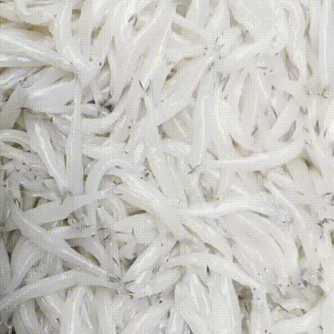 高品质精品货银鱼