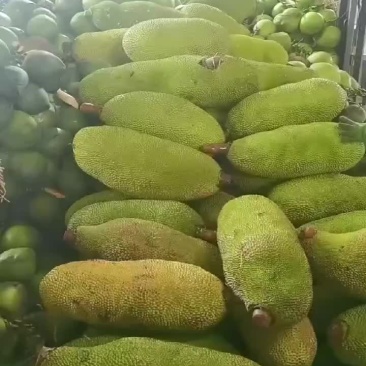 海南菠萝蜜大量现货