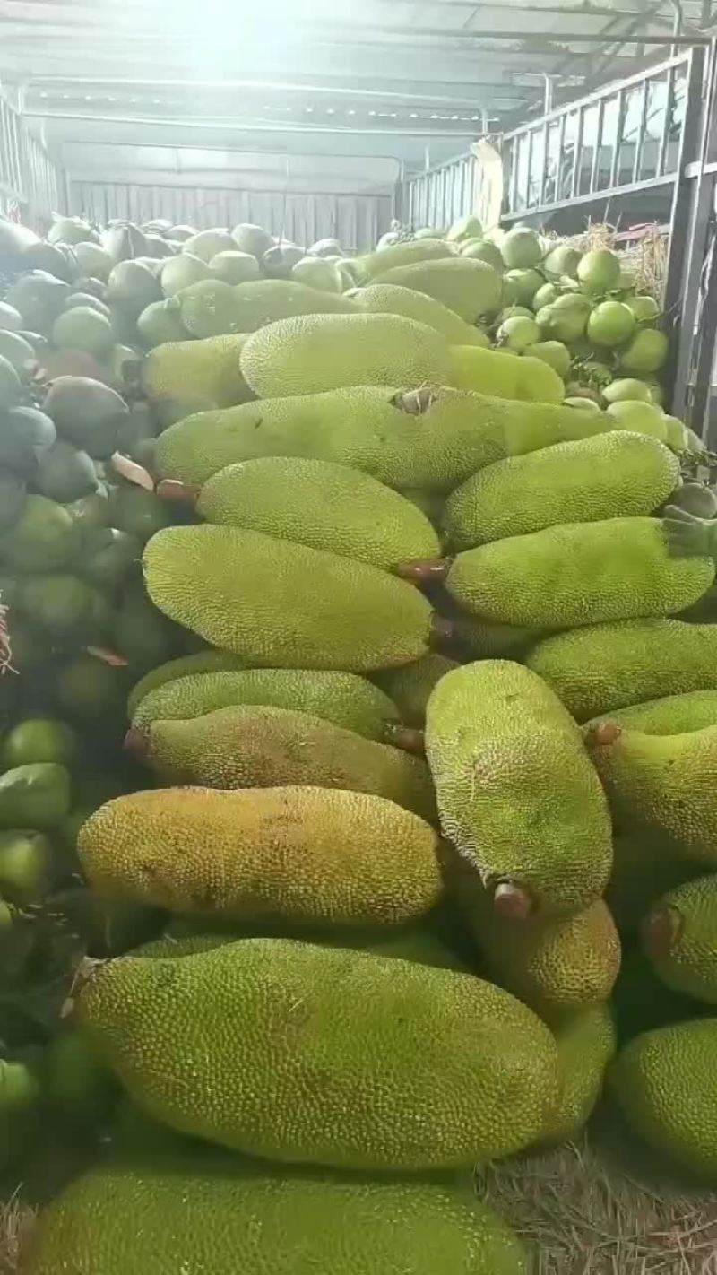 海南菠萝蜜大量现货