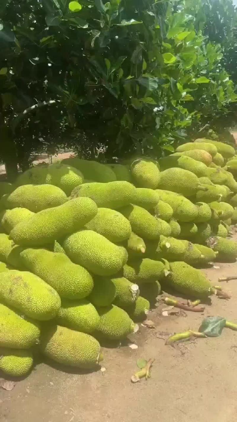 海南菠萝蜜大量现货