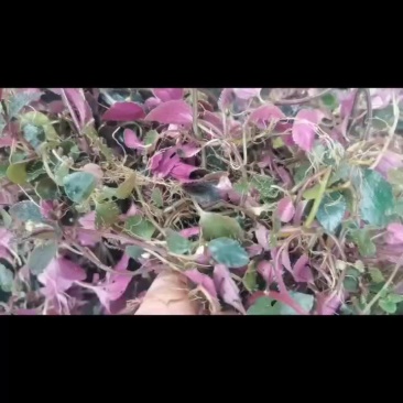 野生枫柜斗草