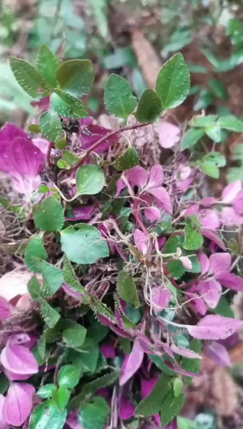 野生枫柜斗草