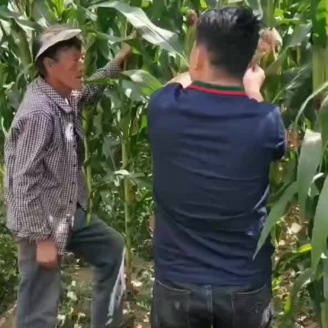 黑糯玉米还差点，黄糯玉米差不多了