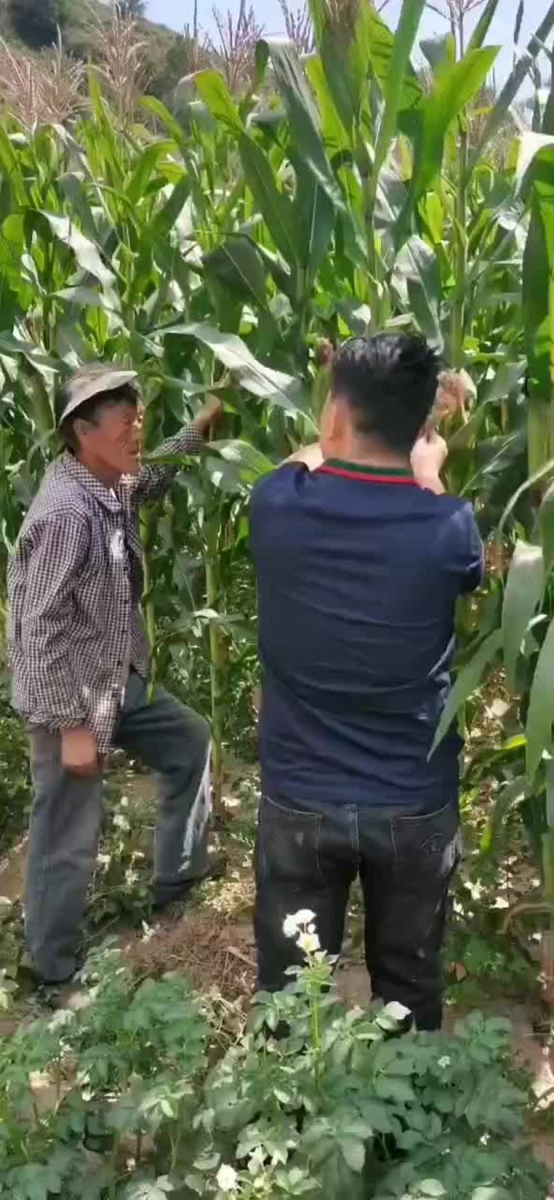 黑糯玉米还差点，黄糯玉米差不多了