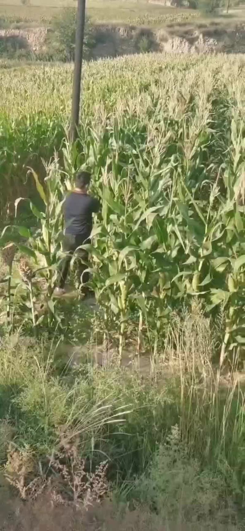 黑糯玉米还差点，黄糯玉米差不多了