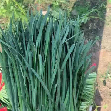 河北廊坊大叶韭菜