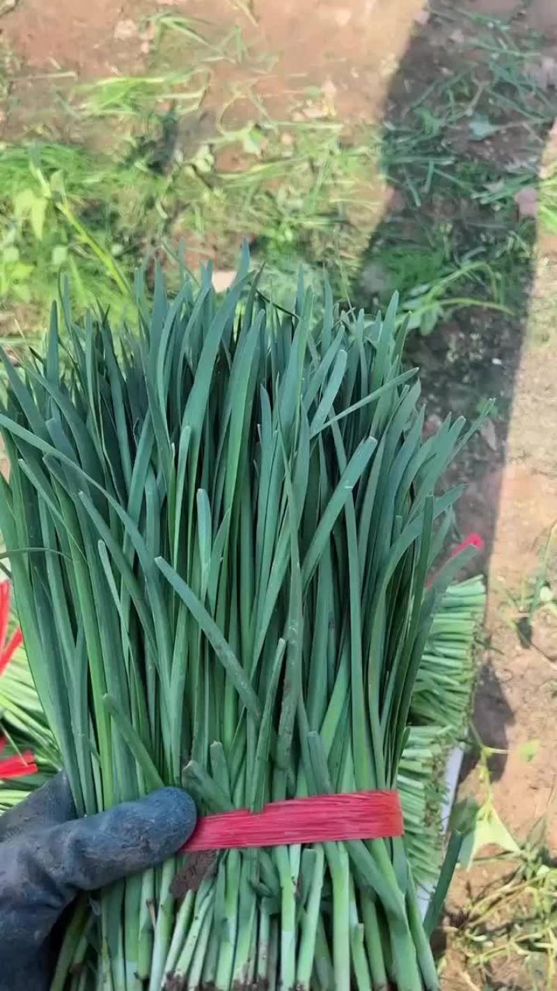河北廊坊大叶韭菜
