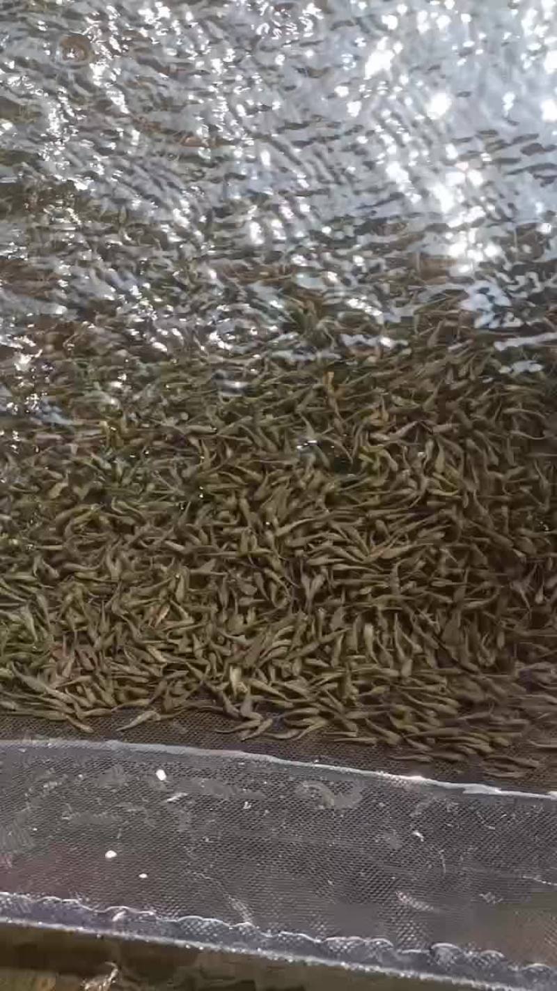 大量出售饵料鱼白莲，麦菱鱼量大价优