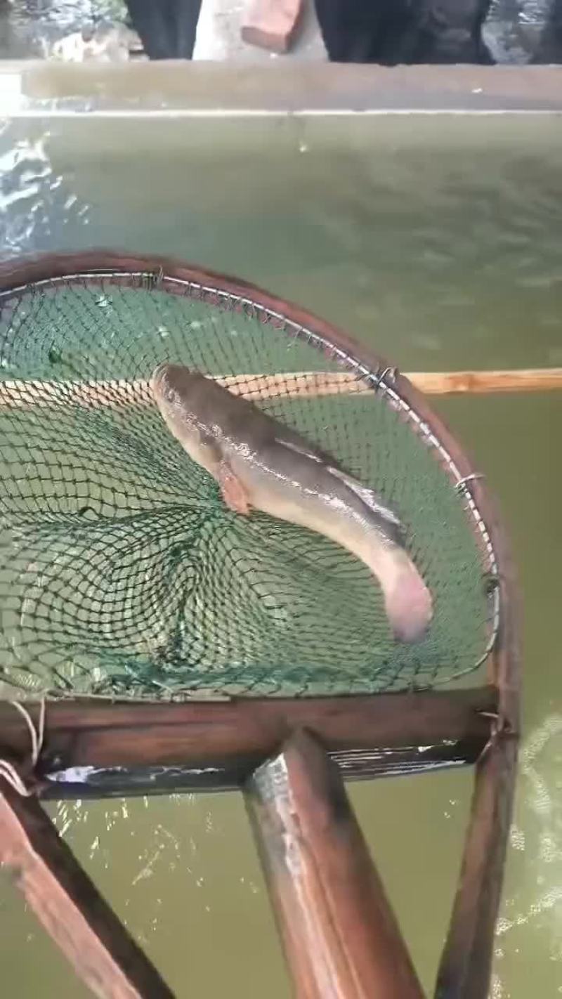 笋壳鱼价格毕竟贵一点都是空