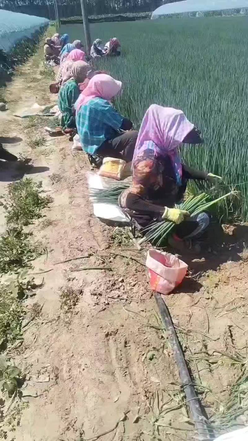产地直销精品小葱货源充足保质保量欢迎订购