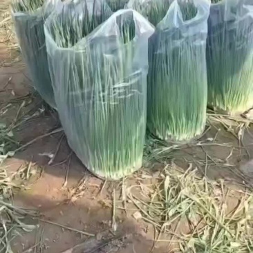 产地直销精品小葱货源充足保质保量欢迎订购
