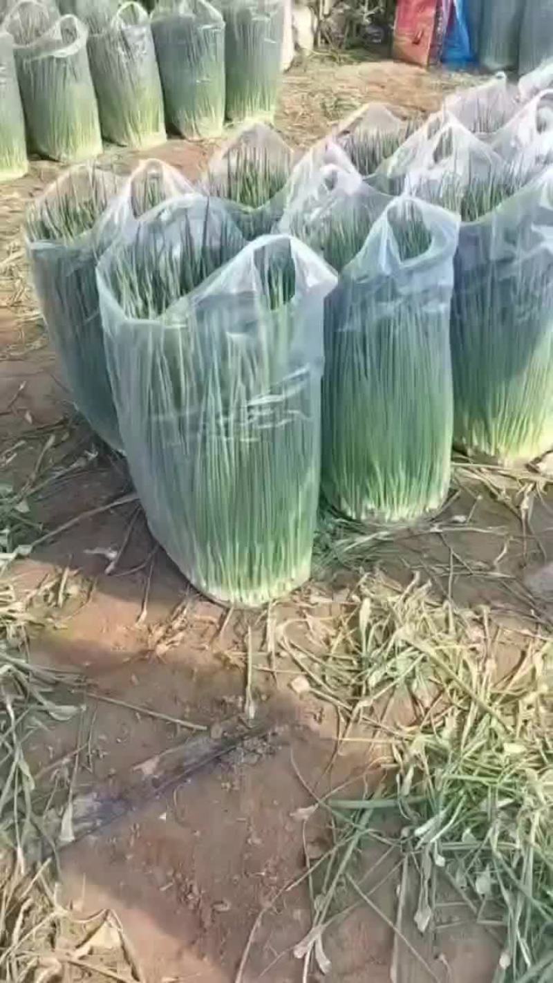 产地直销精品小葱货源充足保质保量欢迎订购