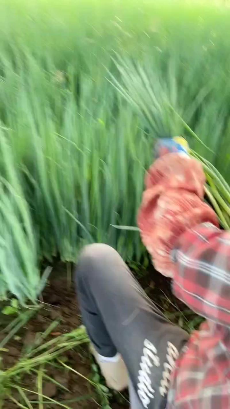 产地直销精品小葱货源充足保质保量欢迎订购