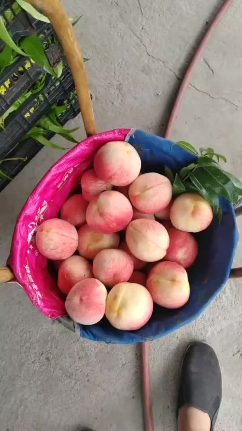 桃