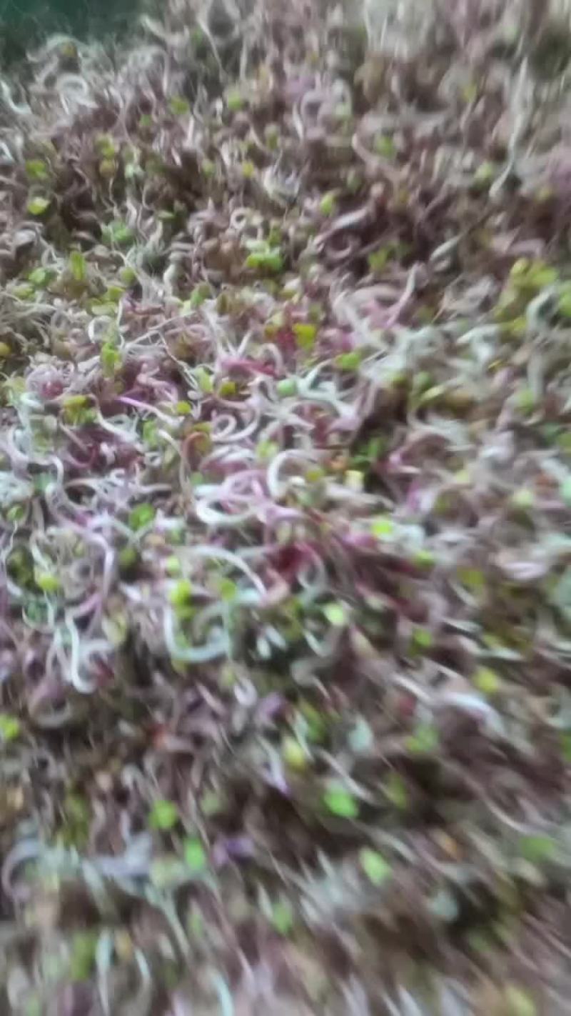 萝卜芽
