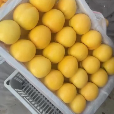 黄油桃大量上市