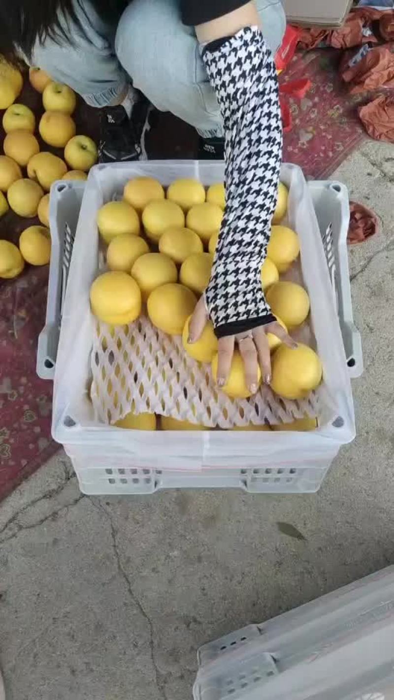 黄油桃大量上市