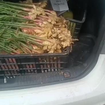 云南小黄姜大量上市咯