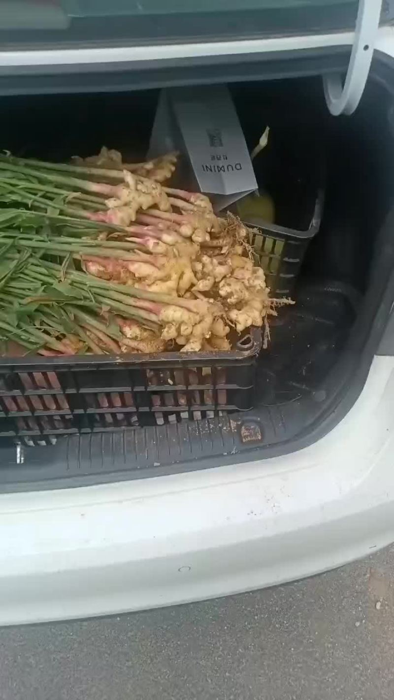 云南小黄姜大量上市咯
