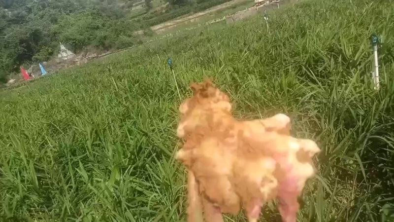 云南小黄姜大量上市咯