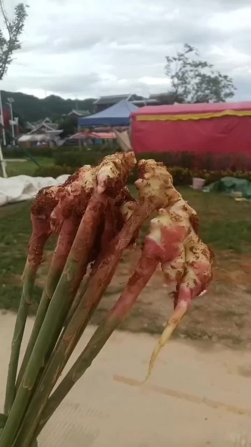 云南小黄姜大量上市咯