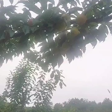 盖大李