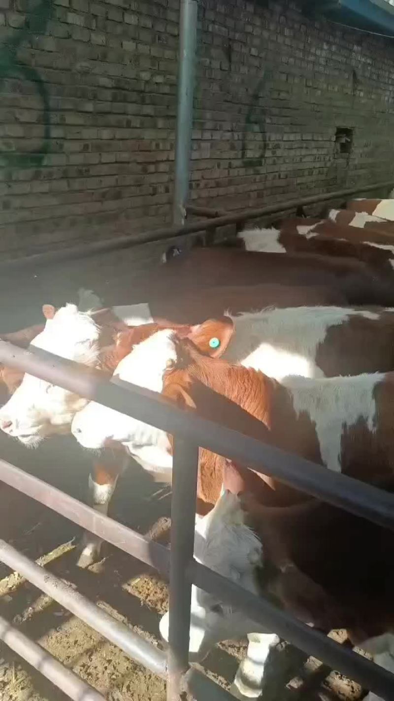 西门塔尔牛