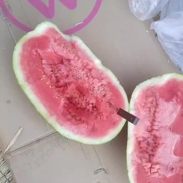 宁夏中卫石头硒砂瓜开买了