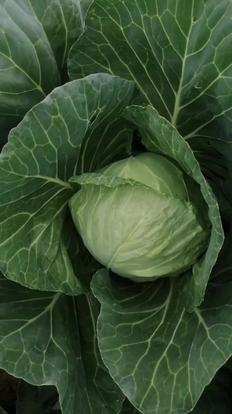 中甘甘蓝