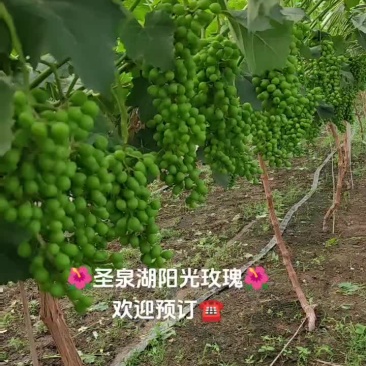新沂圣泉湖阳光玫瑰