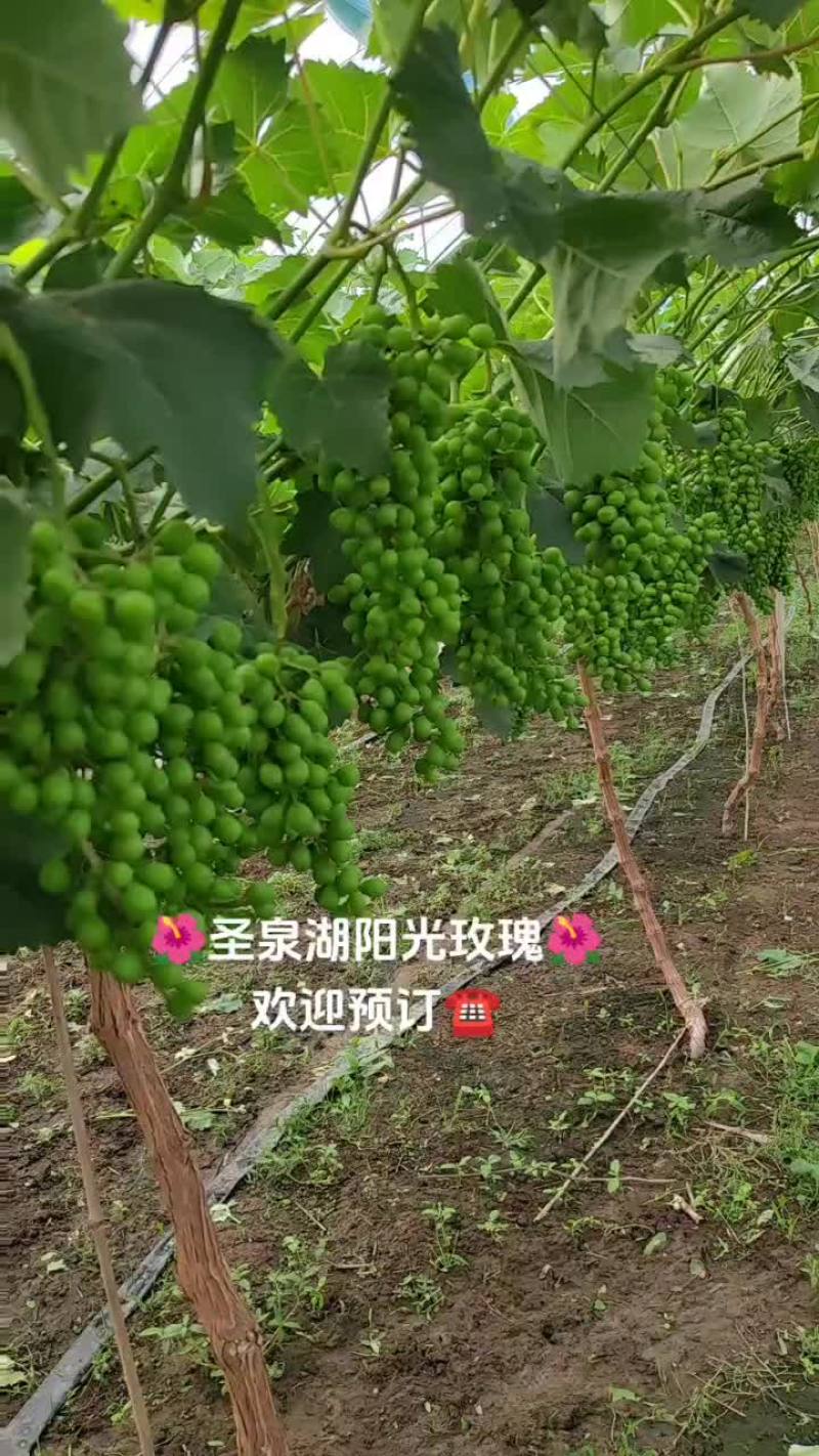 新沂圣泉湖阳光玫瑰