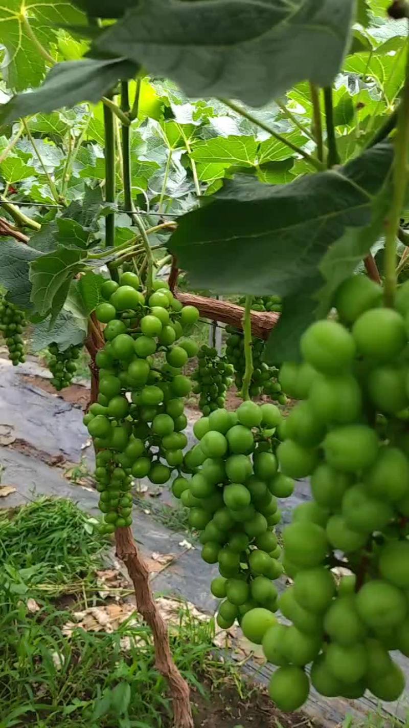 新沂圣泉湖阳光玫瑰
