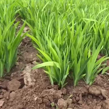 射干苗，一手货源，基地直发，成活率高