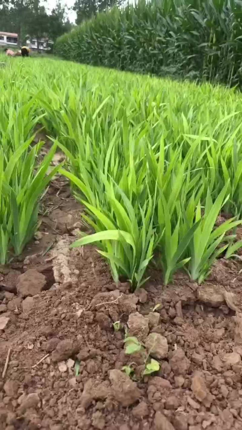 射干苗，一手货源，基地直发，成活率高