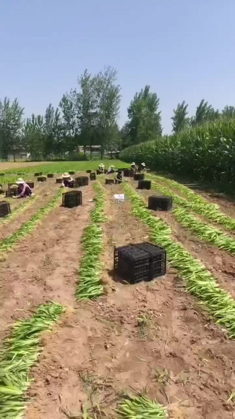 射干苗，一手货源，基地直发，成活率高