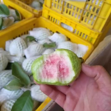 产地直销珍珠石榴西瓜红石榴