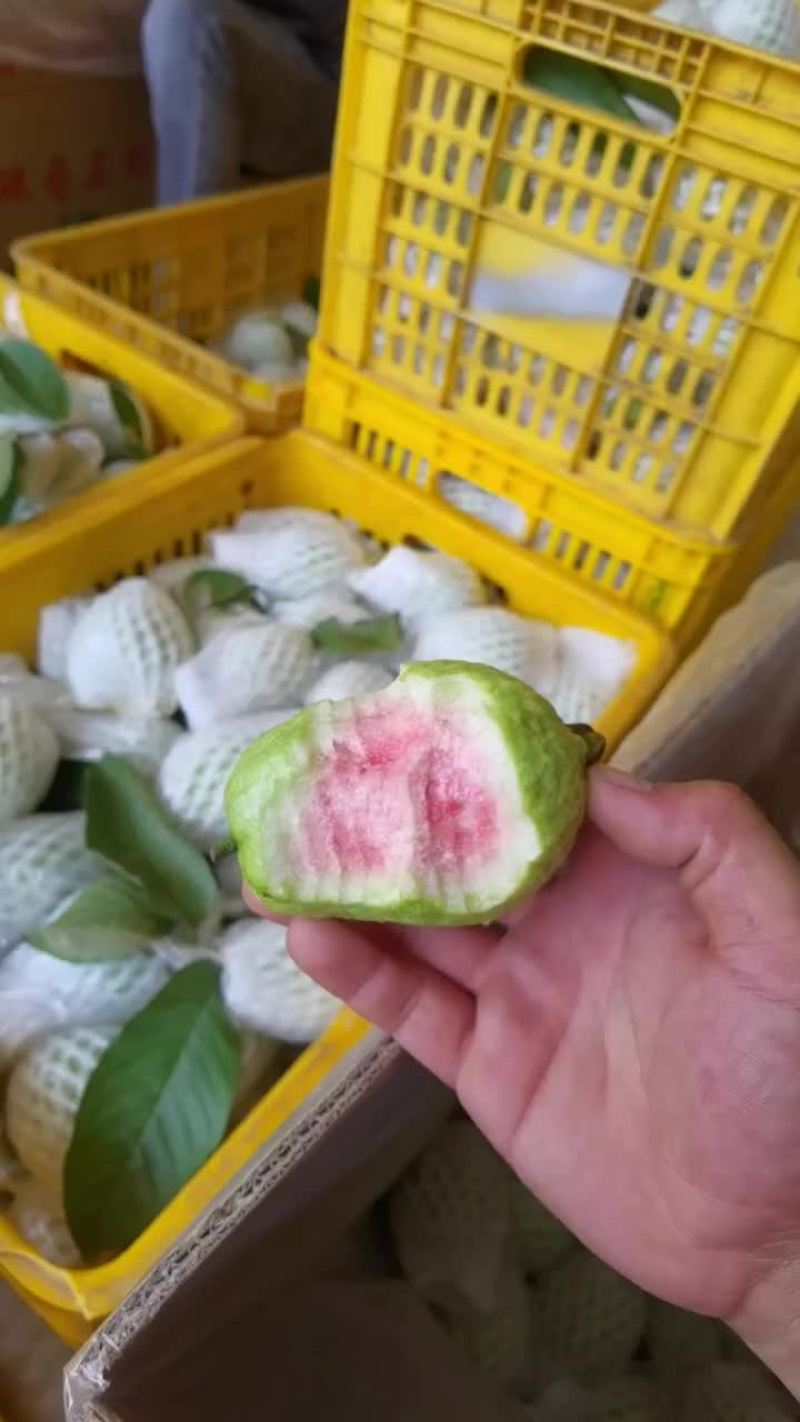 产地直销珍珠石榴西瓜红石榴