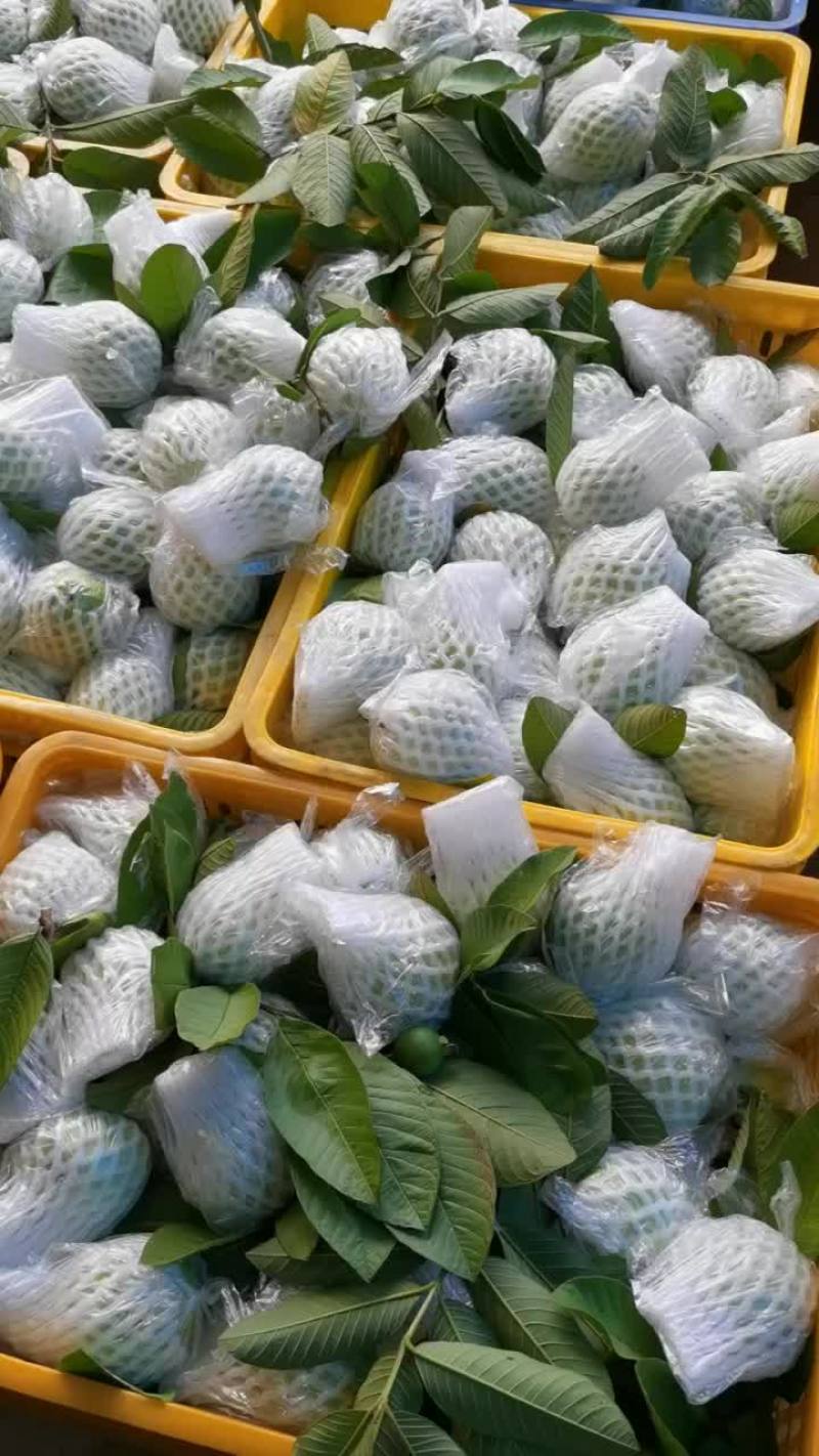 产地直销珍珠石榴西瓜红石榴
