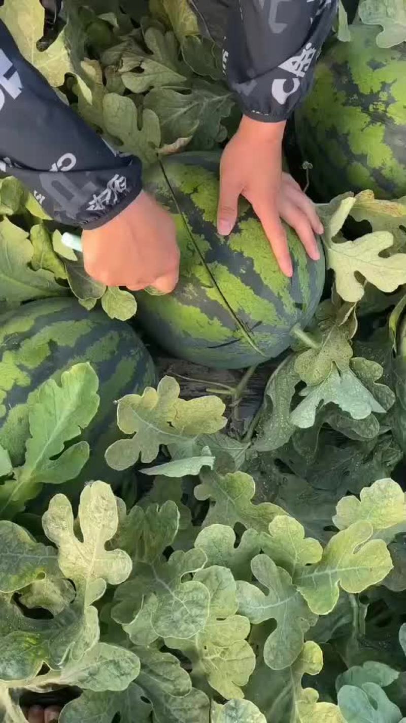 新民梁山镇甜王系列西瓜以大量上市