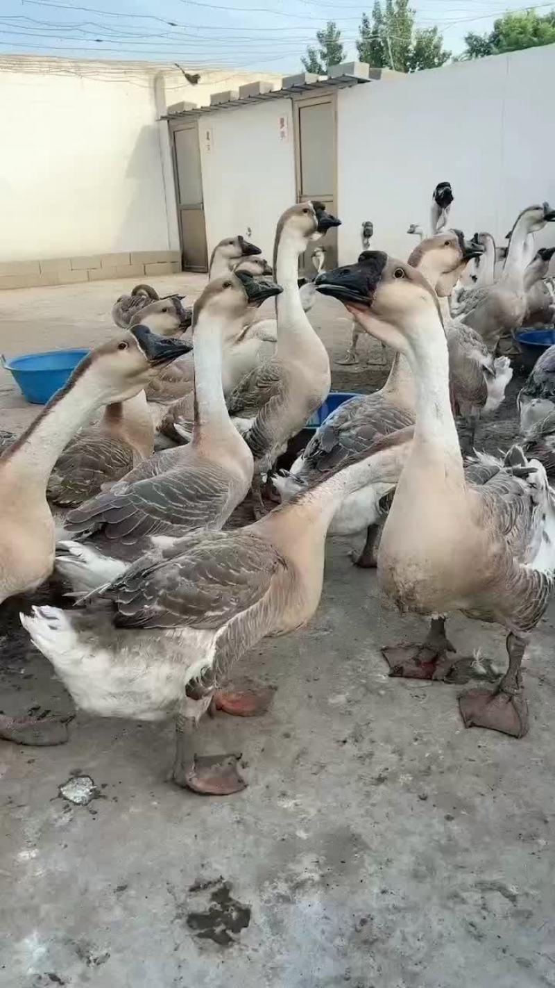 养殖场繁殖出售狮头鹅，鹅苗巨型纯种狮头鹅