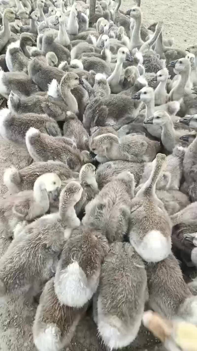 养殖场繁殖出售狮头鹅，鹅苗巨型纯种狮头鹅