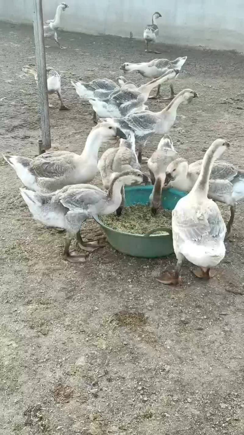 养殖场繁殖出售狮头鹅，鹅苗巨型纯种狮头鹅