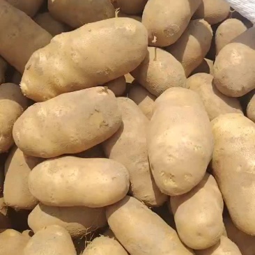 麦肯
