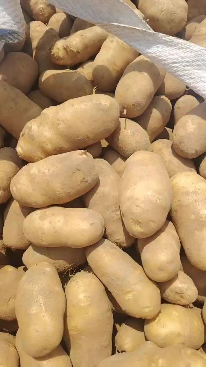 麦肯