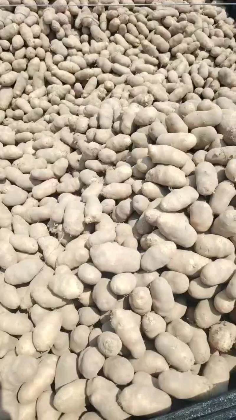 麦肯