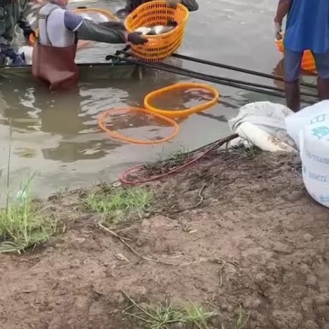 大量出售各种规格海鲈，量大从优