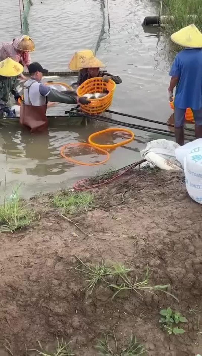 大量出售各种规格海鲈，量大从优